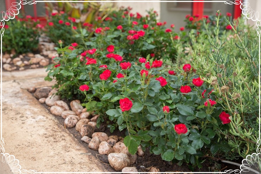 Zepeti róża miniaturowa